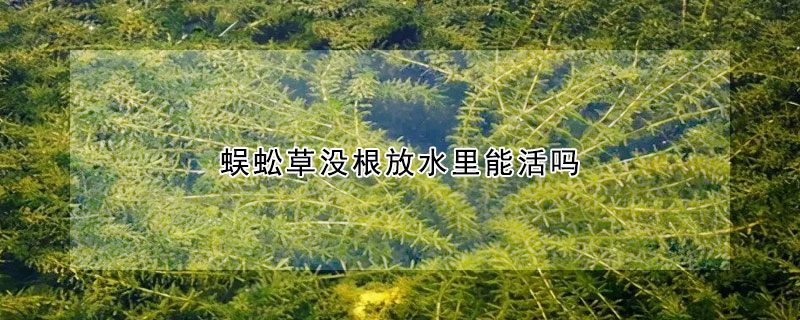 蜈蚣草沒根放水裏能活嗎