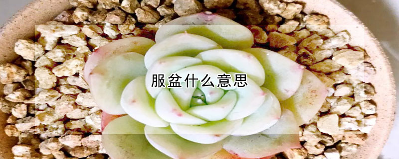 服盆什麼意思