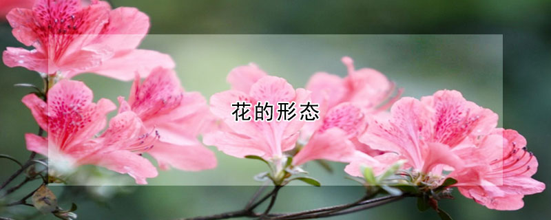 花的形態