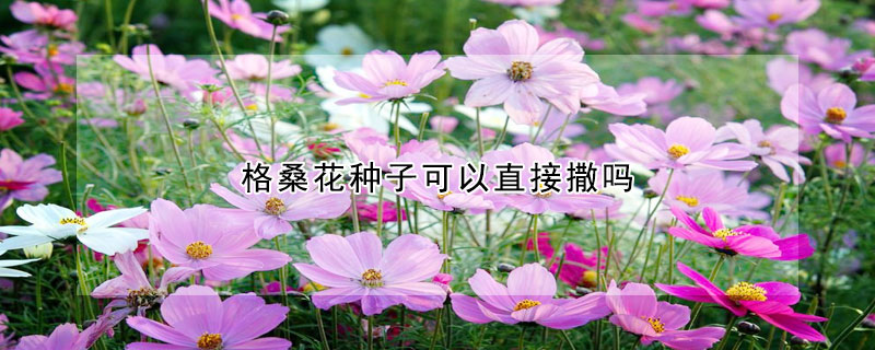 格桑花種子可以直接撒嗎