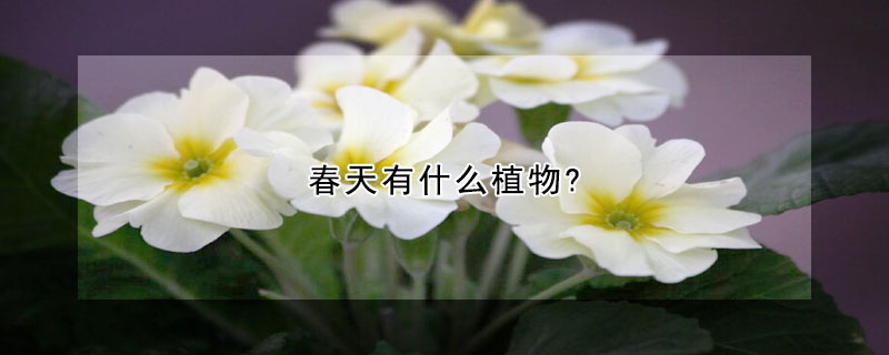 春天有什麼植物?