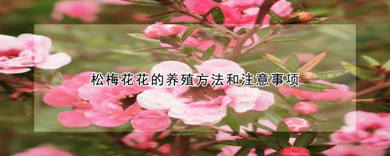 鬆梅花花的養殖方法和注意事項