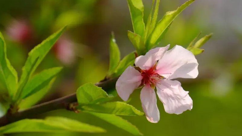 桃花的葉子長什麼樣子