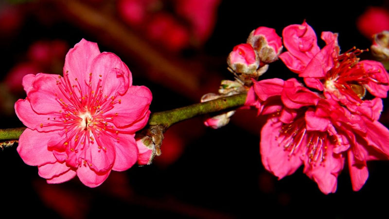 紅杏花是什麼樣子的