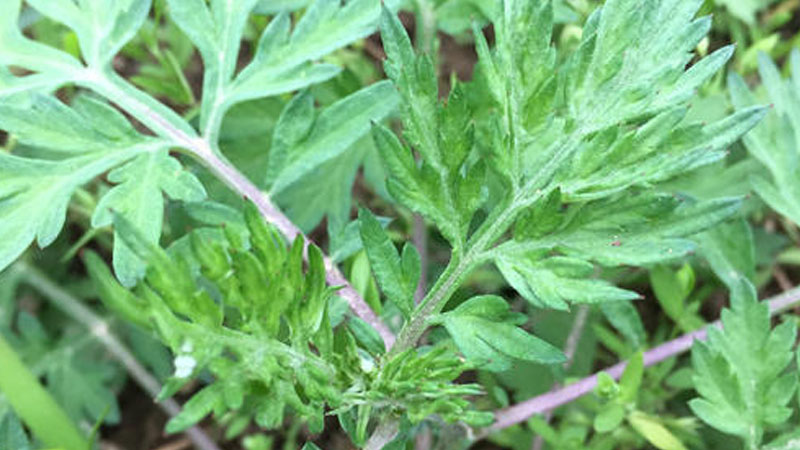 野生艾草長什麼樣子