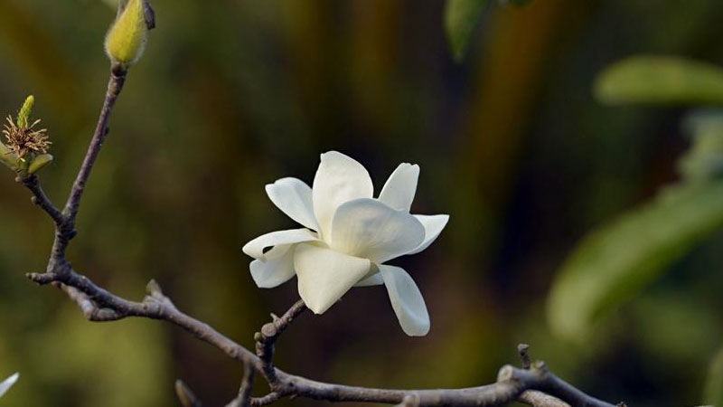 白玉蘭花長什麼樣子