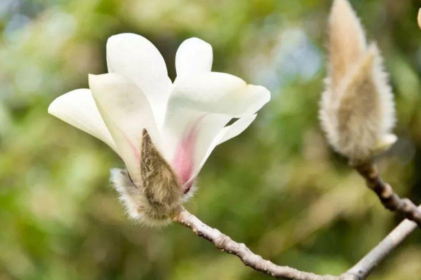 白玉蘭花長什麼樣子