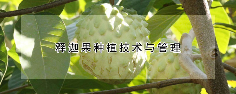 釋迦果種植技術與管理