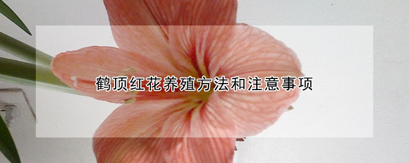 鶴頂紅花養殖方法和注意事項