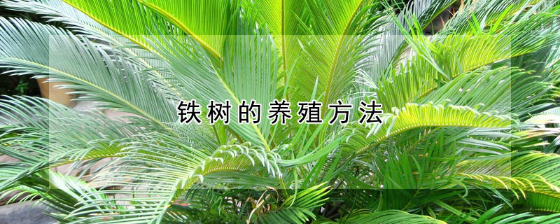 鐵樹的養殖方法