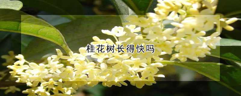 桂花樹長得快嗎