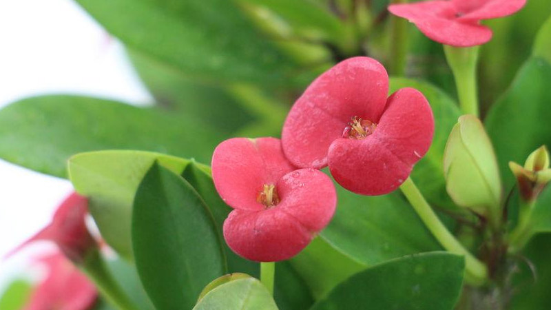 什麼樣子的海棠花有毒