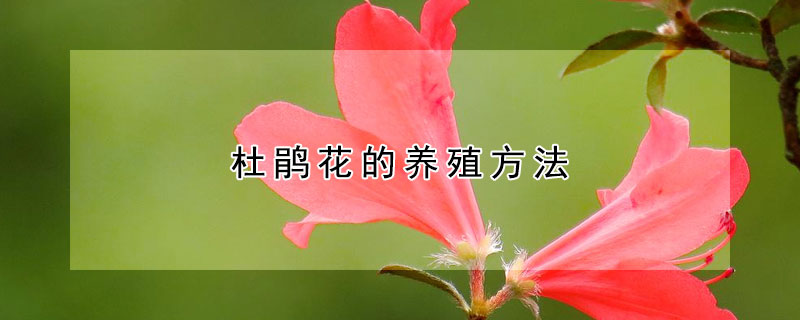 杜鵑花的養殖方法