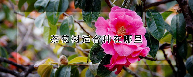 茶花樹適合種在哪裏