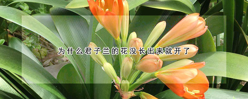 為什麼君子蘭的花沒長出來就開了