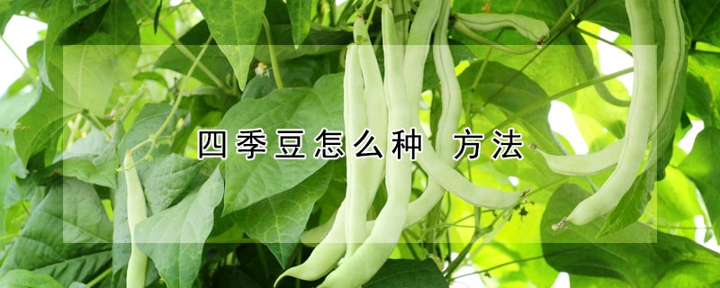 四季豆怎麼種 方法