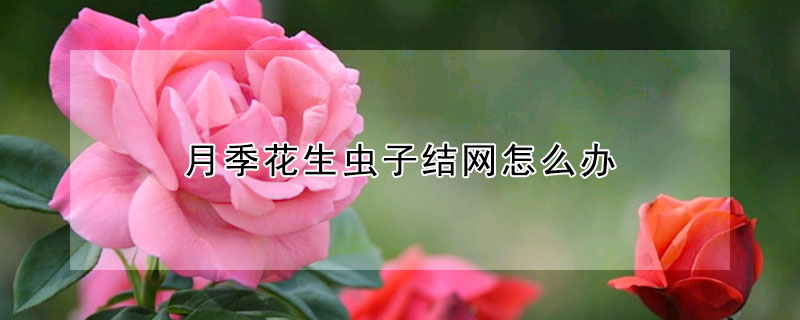 月季花生蟲子結網怎麼辦