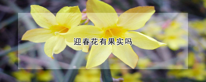 迎春花有果實嗎