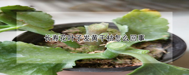 長壽花葉子發黃幹枯怎麼回事