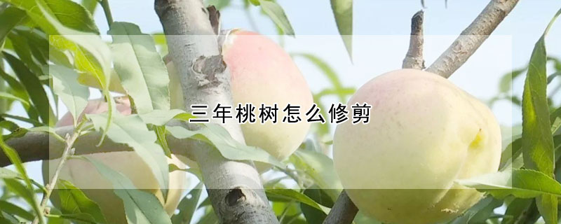 三年桃樹怎麼修剪