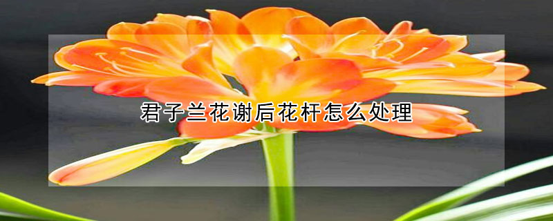 君子蘭花謝後花杆怎麼處理