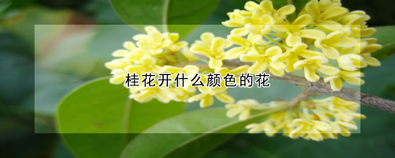 桂花開什麼顏色的花