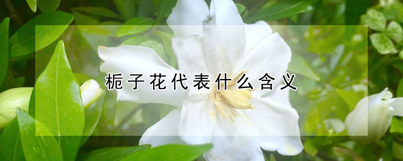 梔子花代表什麼含義