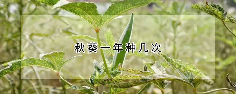 秋葵一年種幾次