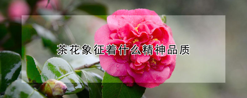 茶花象征著什麼精神品質