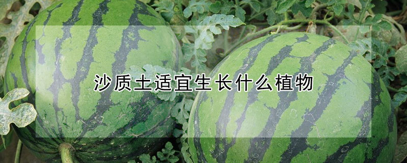 沙質土適宜生長什麼植物