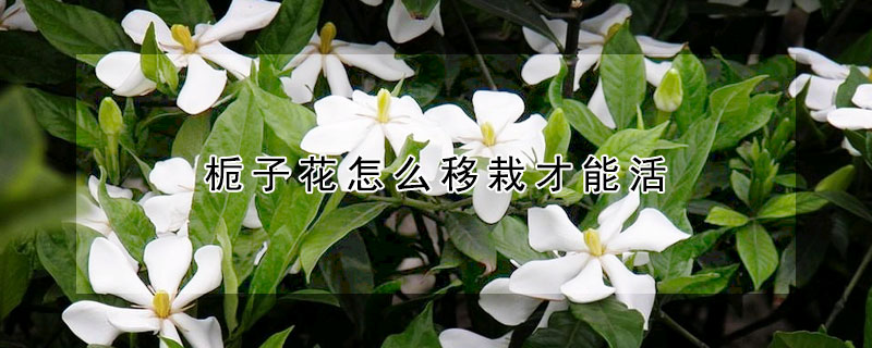 梔子花怎麼移栽才能活