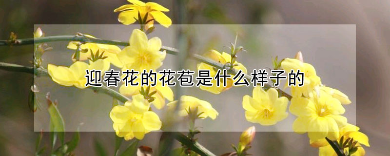 迎春花的花苞是什麼樣子的