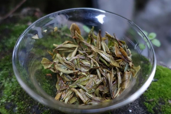 白牡丹福鼎白茶屬於什麼茶 福鼎白牡丹是什麼茶