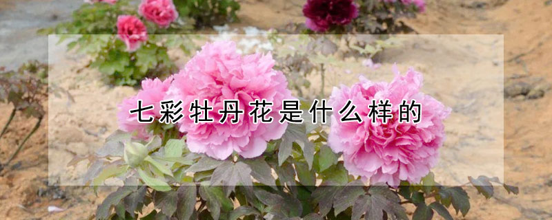 七彩牡丹花是什麼樣的