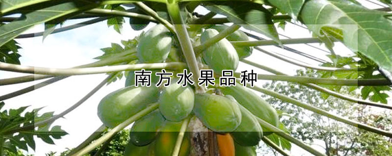 南方水果品種