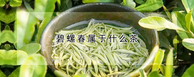 碧螺春屬於什麼茶