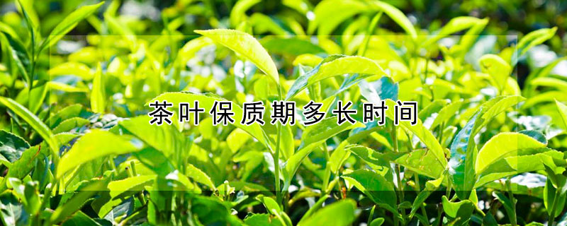 茶葉保質期多長時間