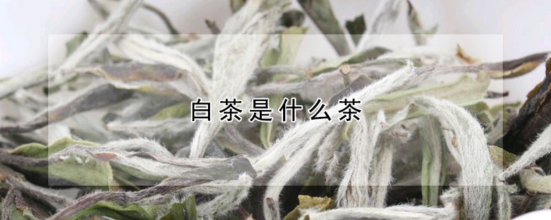 白茶是什麼茶