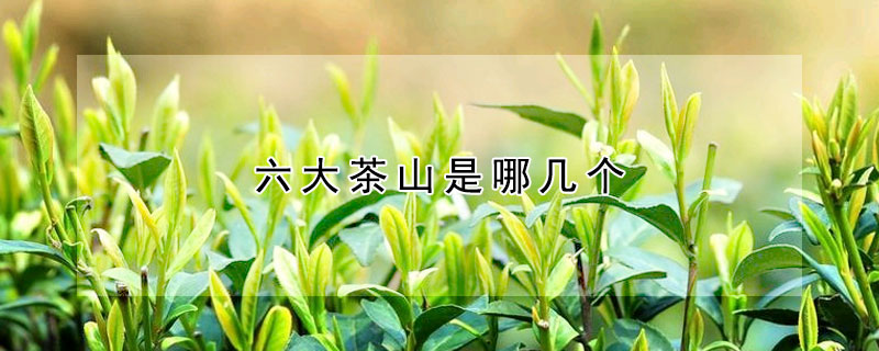 六大茶山是哪幾個