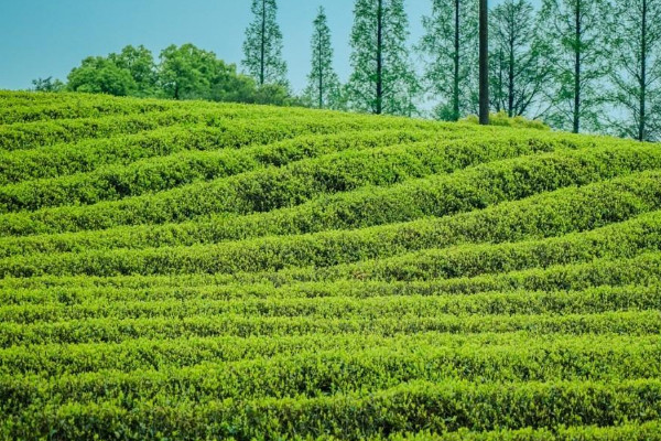 徑山茶屬於什麼茶，徑山茶介紹