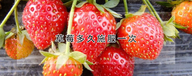 草莓多久施肥一次