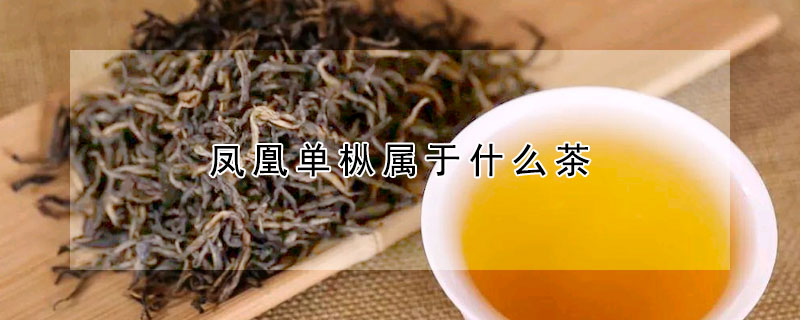 鳳凰單樅屬於什麼茶