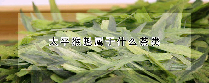 太平猴魁屬於什麼茶類