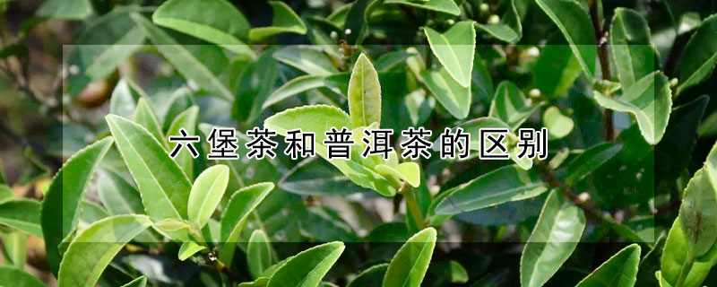 六堡茶和普洱茶的區別