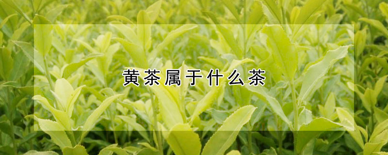 黃茶屬於什麼茶