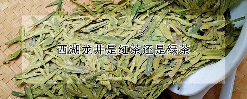 西湖龍井是紅茶還是綠茶