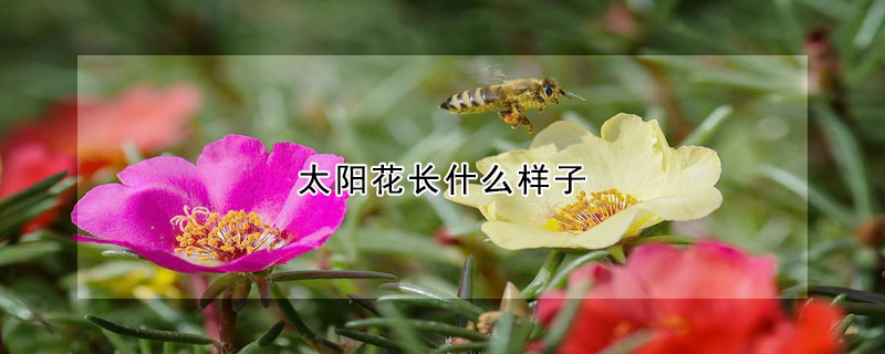 太陽花長什麼樣子