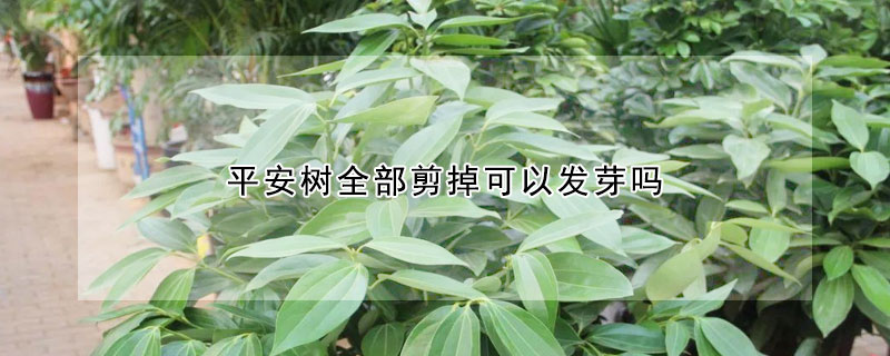 平安樹全部剪掉可以發芽嗎