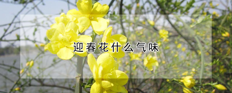 迎春花什麼氣味