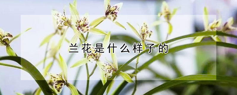 蘭花是什麼樣子的